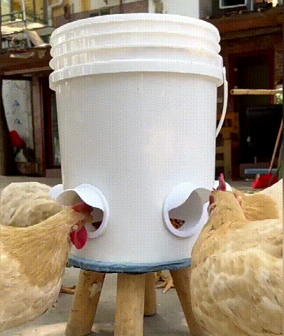 Kit d’Alimentation Pro pour Poules et Volaille | 5 Packs