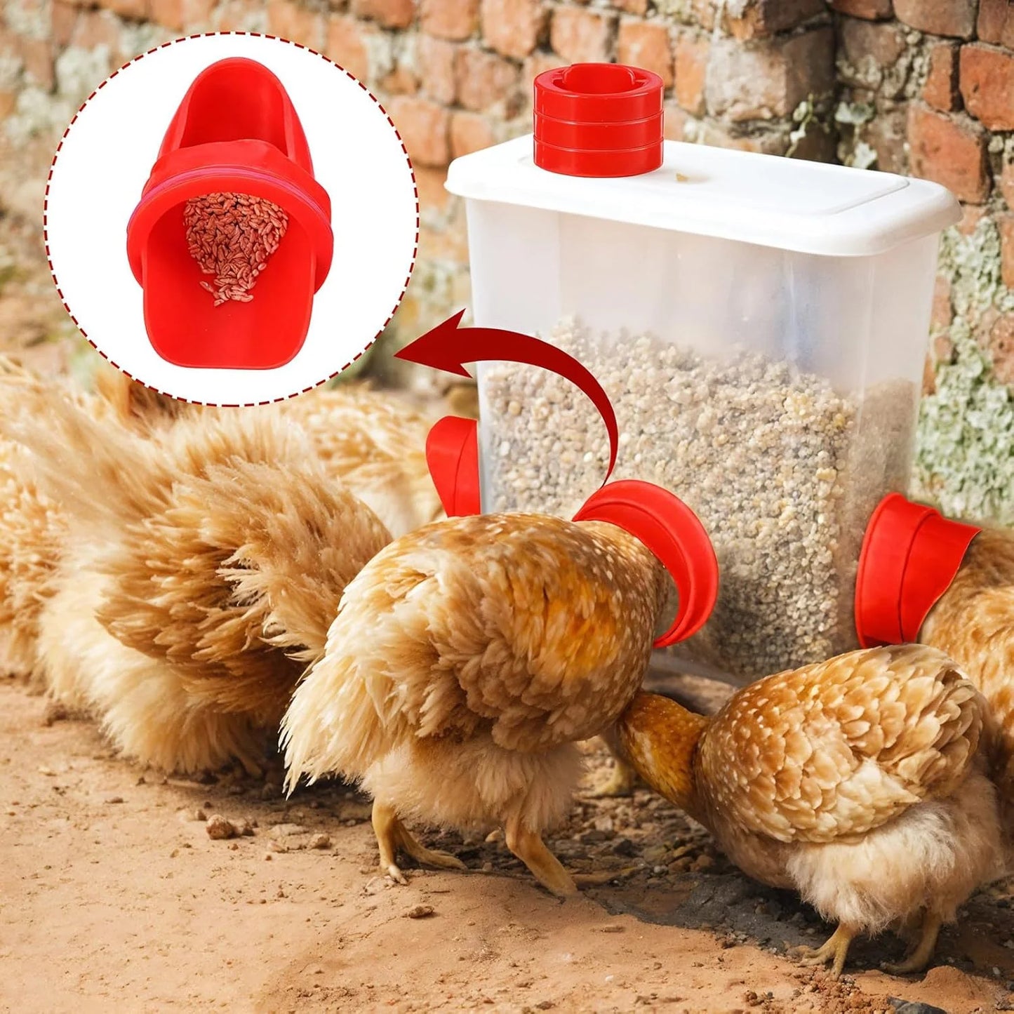 Kit d’Alimentation Pro pour Poules et Volaille | 5 Packs